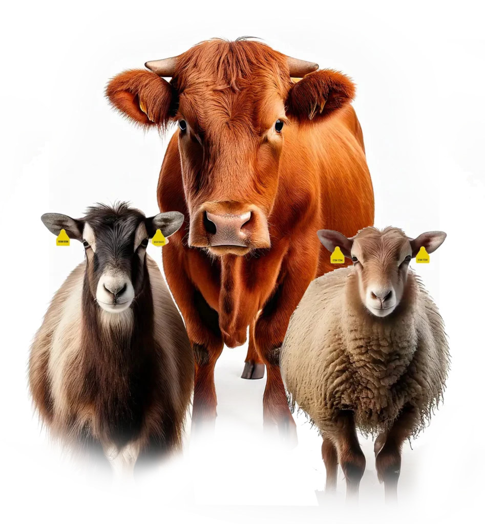 soin-ruminants