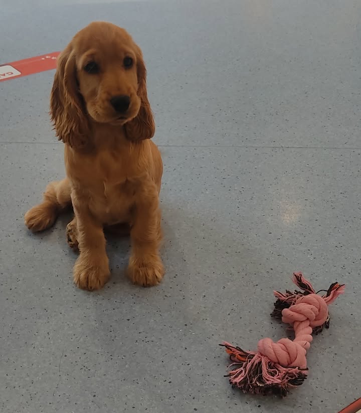 Clinique Vétérinaires Taupin et Haferstroh